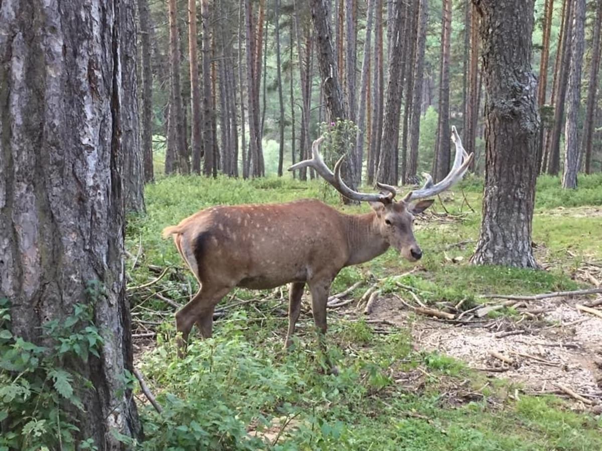 Kızıl geyiklerin g&uuml;zelliği kameralara yansıdı
