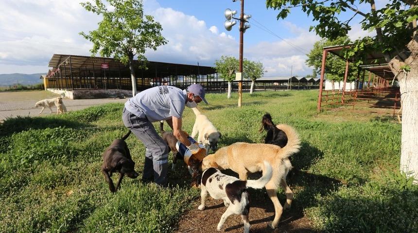 Efeler&rsquo;de sokak hayvanları unutulmadı