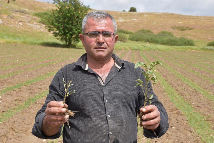 Çekirge istilasına karşı kimyasal mücadele başlatılacak G1