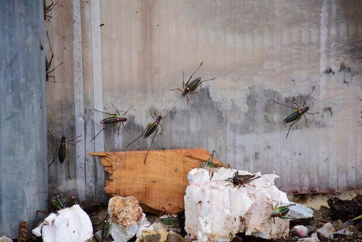 Çekirge istilasına karşı kimyasal mücadele başlatılacak G3