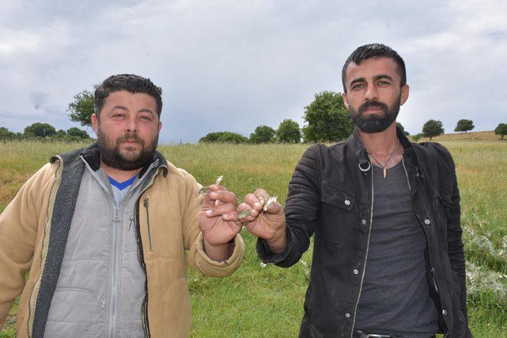 Çekirge istilasına karşı kimyasal mücadele başlatılacak G4