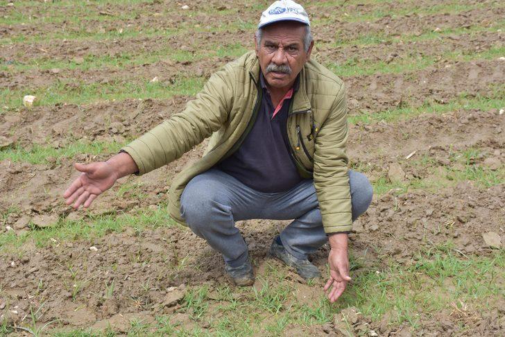 Çekirge istilasına karşı kimyasal mücadele başlatılacak G5