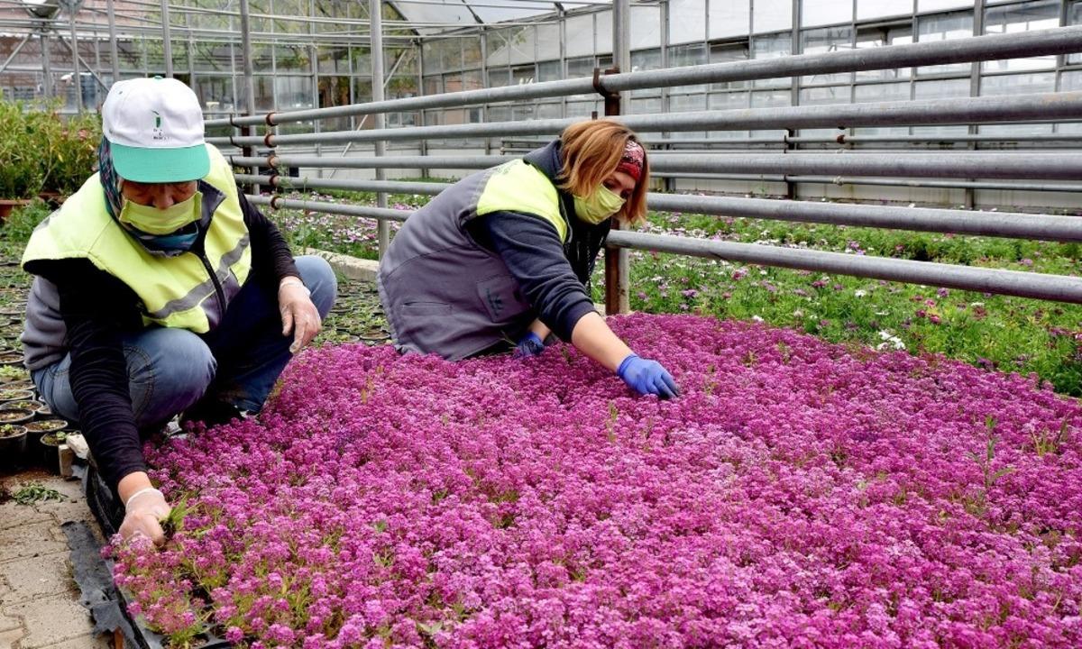 Tepebaşı &ccedil;i&ccedil;ek a&ccedil;ıyor