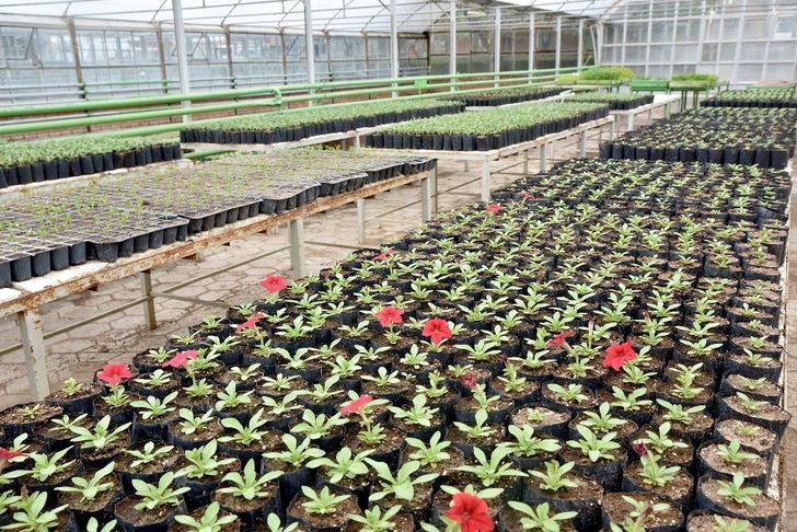 Tepebaşı çiçek açıyor G4