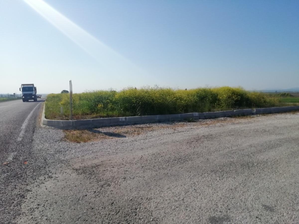 Kavşakta bulunan y&uuml;ksek otlar trafiği engelliyor