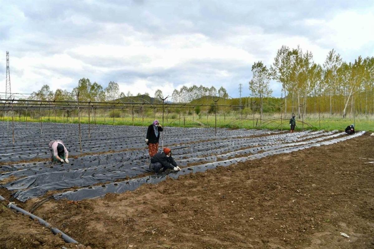 Isparta&rsquo;nın Aksu il&ccedil;esinde &ccedil;ilek &uuml;retim hamlesi