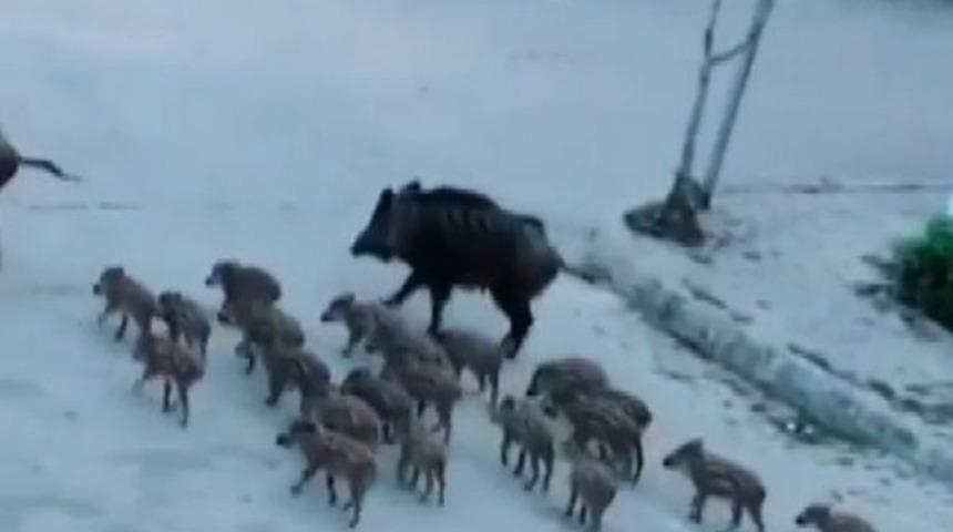 Marmaris'teki g&ouml;r&uuml;nt&uuml;ler olay olmuştu! Harekete ge&ccedil;ildi