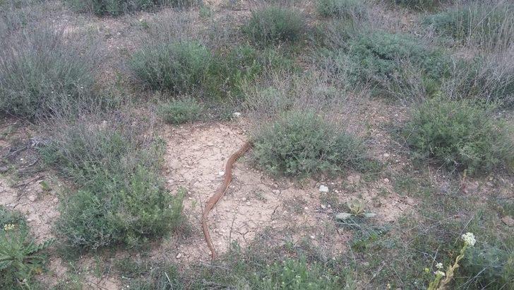 Eve giren 1,5 metrelik boz yılanı elleriyle yakalayıp doğaya saldılar G1