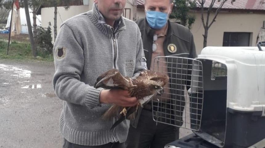 Yaralı şahin tedavi altına alındı