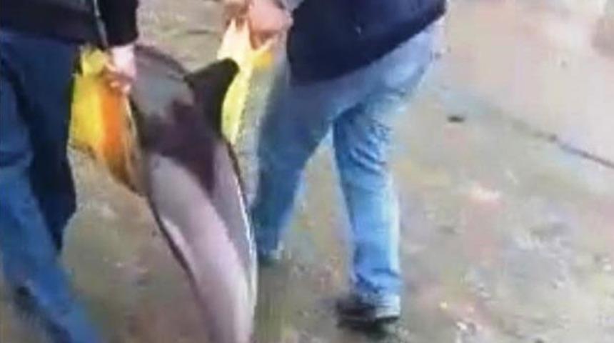 Kıyıya vuran yunus böyle kurtarıldı