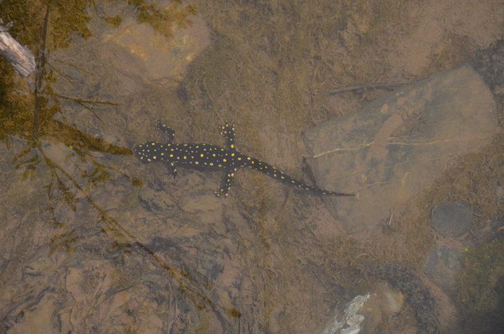 Şırnak'ta ölü bulunan semenderler tedirginliğe yol açtı G1