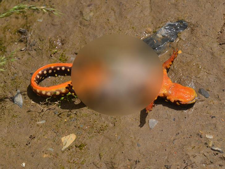 Şırnak'ta ölü bulunan semenderler tedirginliğe yol açtı G5