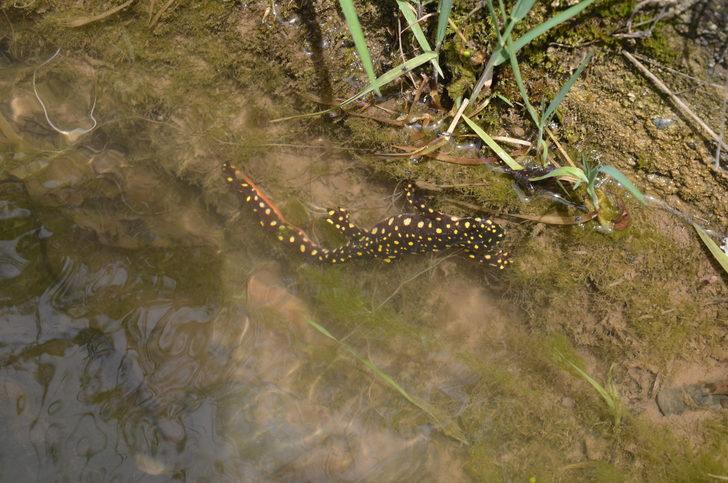 Şırnak'ta ölü bulunan semenderler tedirginliğe yol açtı G2