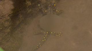 Şırnak'ta ölü bulunan semenderler tedirginliğe yol açtı