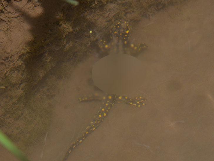 Şırnak'ta ölü bulunan semenderler tedirginliğe yol açtı G4