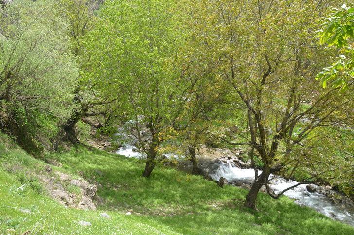 Şırnak'ta ölü bulunan semenderler tedirginliğe yol açtı G3