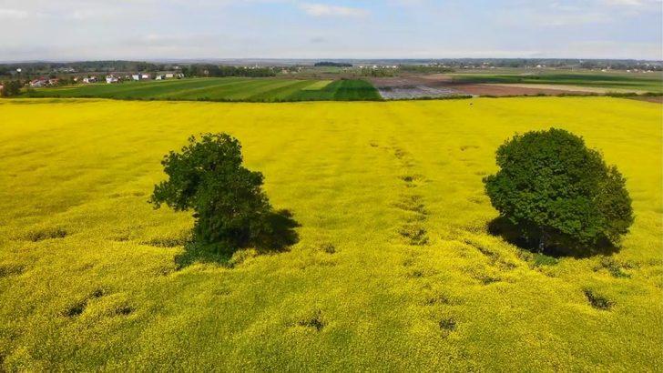 Kartpostallardan farksız! Kanola bahçesi mest etti G3