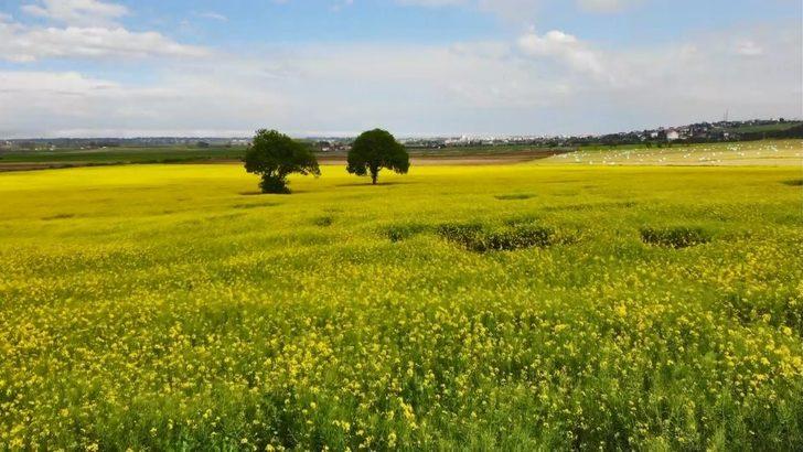 Kartpostallardan farksız! Kanola bahçesi mest etti G4