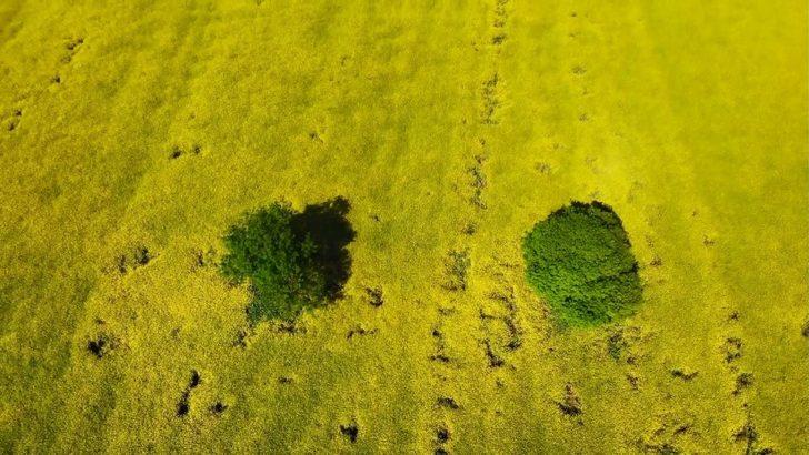 Kartpostallardan farksız! Kanola bahçesi mest etti G5