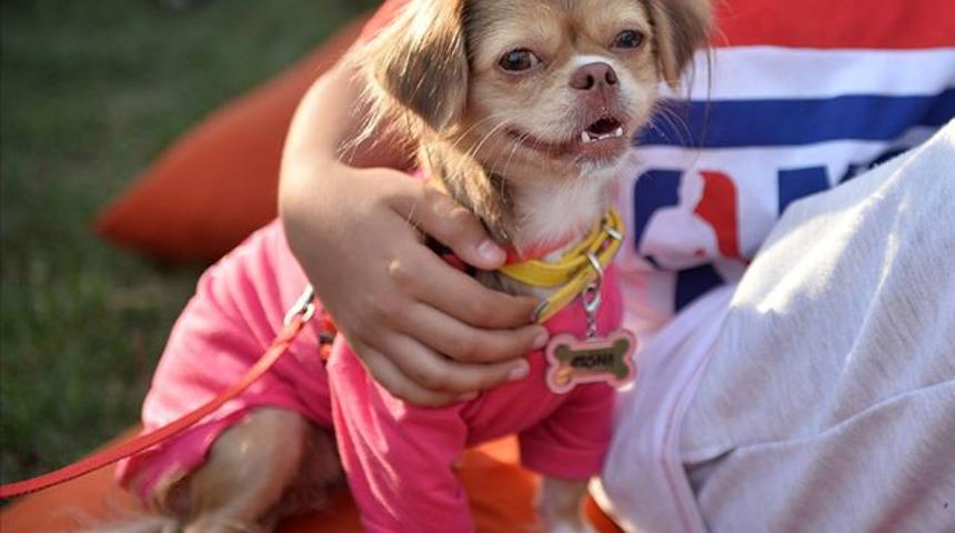 Sağlık Bakanlığı'ndan evcil hayvan uyarısı