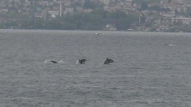 İstanbul'da yunusların dansı kamerada!