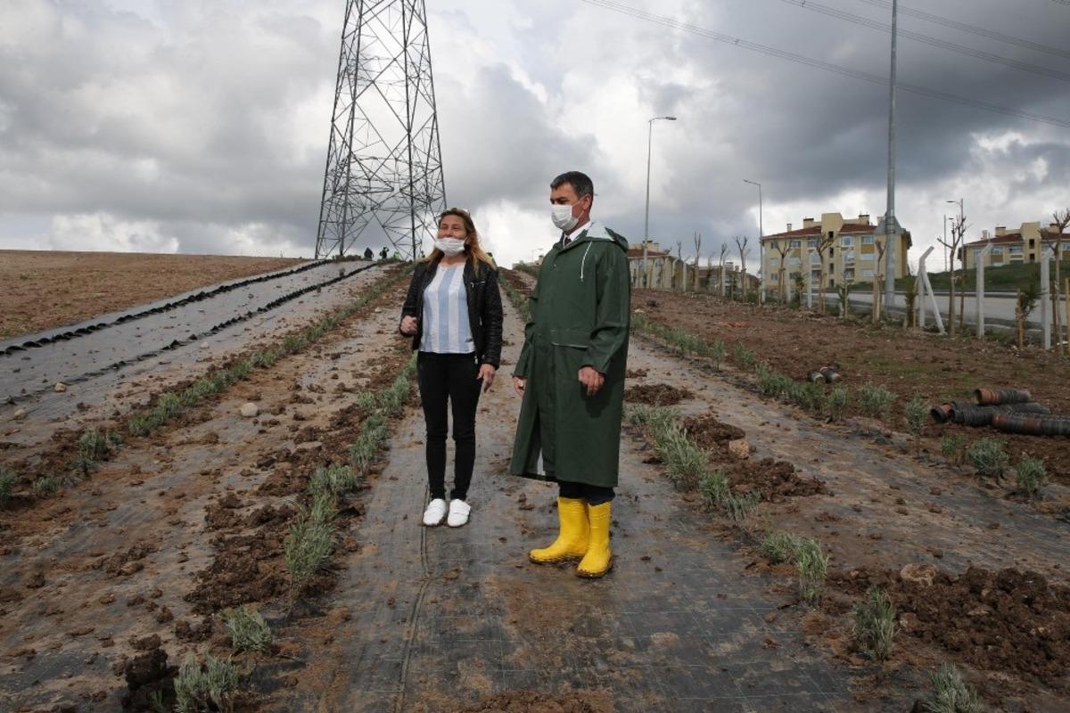 G&ouml;lbaşı&rsquo;nı lavanta kokuları saracak