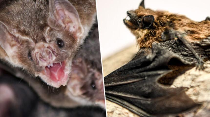 Vampir yarasalar hastalandıklarında sosyal mesafe uyguluyorlar
