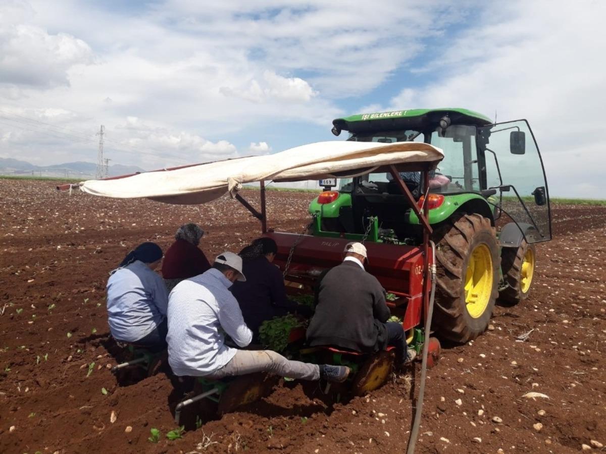 Adıyaman&rsquo;da t&uuml;t&uuml;n ekimi başladı