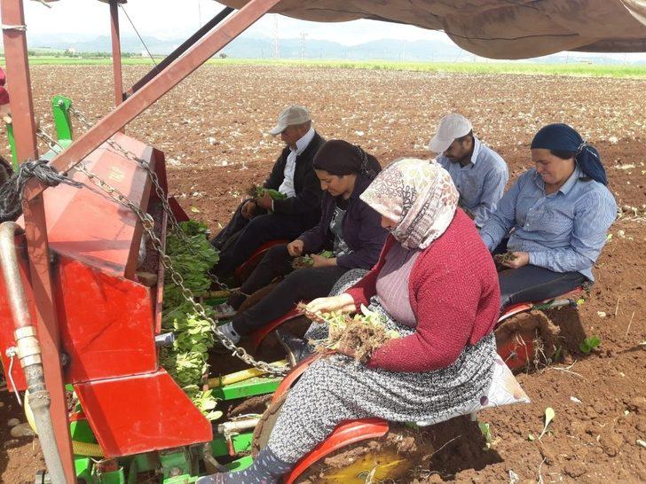 Adıyaman’da tütün ekimi başladı G2