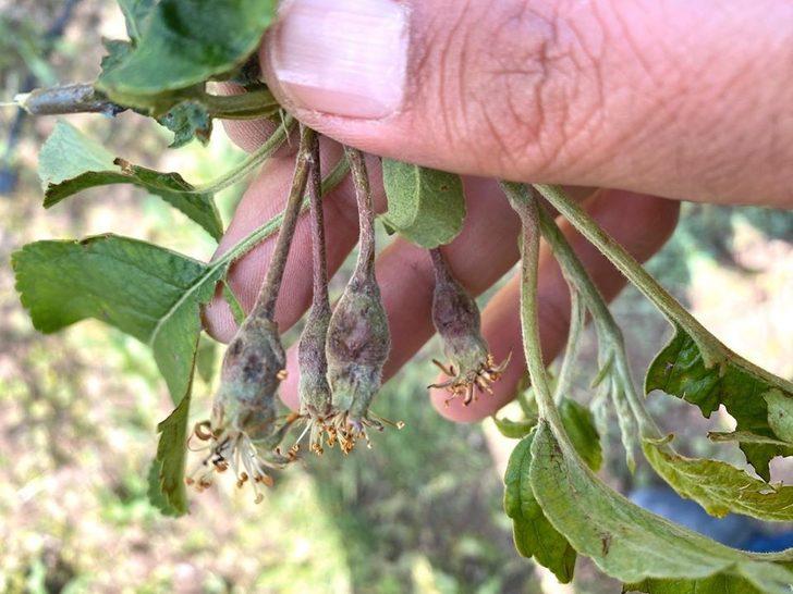 Ziraat Odası Başkanı Bayram: “Dolu üç köyümüzde ekili araziler ve elma bahçelerine ciddi zarar verdi” G3