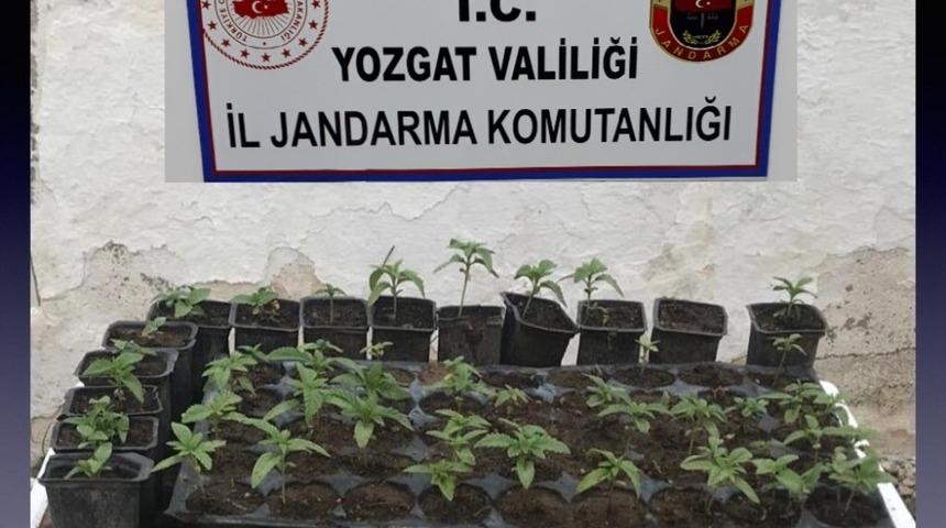Yozgat&rsquo;ta 72 k&ouml;k hint keneviri ele ge&ccedil;irildi