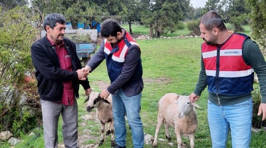 Erdemli’de hayvan hırsızları jandarma ekiplerince yakalandı