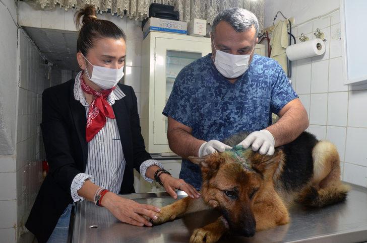 Kahreden görüntü! Zavallı köpeğe kesici aletle işkence yapmışlar G4