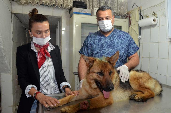 Kahreden görüntü! Zavallı köpeğe kesici aletle işkence yapmışlar G1