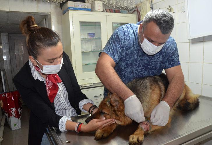 Kahreden görüntü! Zavallı köpeğe kesici aletle işkence yapmışlar G2