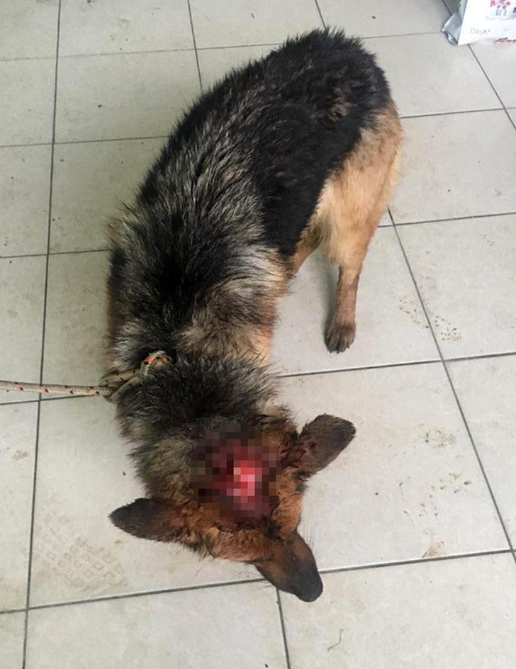 Kahreden görüntü! Zavallı köpeğe kesici aletle işkence yapmışlar G3