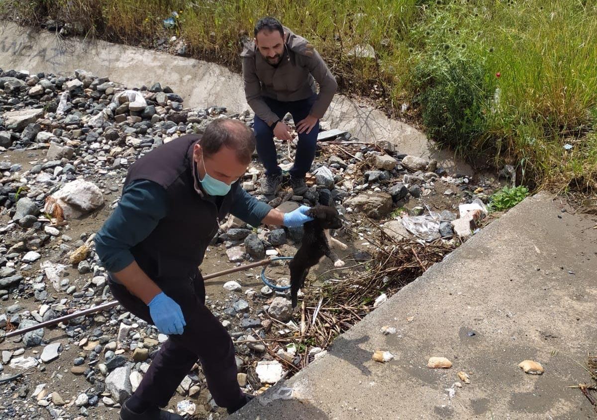 Yağmur suyu menfezindeki 7 yavru k&ouml;pek kurtarıldı