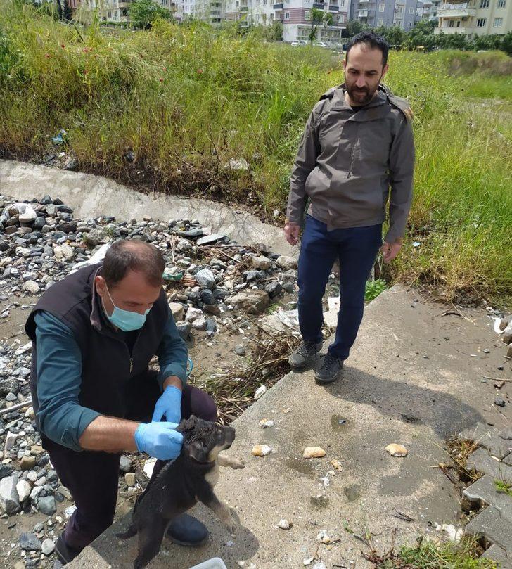 Yağmur suyu menfezindeki 7 yavru köpek kurtarıldı G3