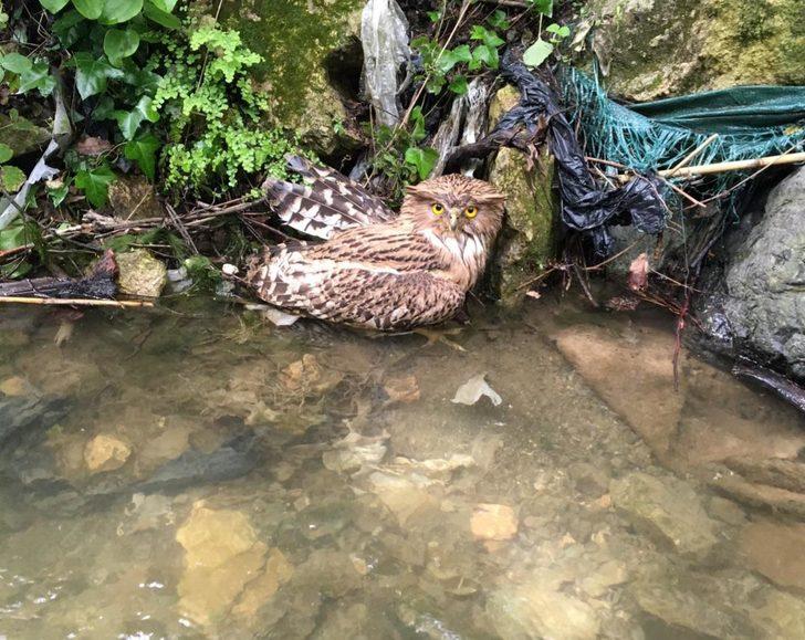 İlk kez görüntülenmişti! Balık baykuşu avcı kurbanı oldu G1