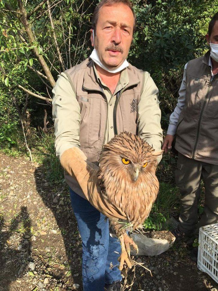 İlk kez görüntülenmişti! Balık baykuşu avcı kurbanı oldu G2