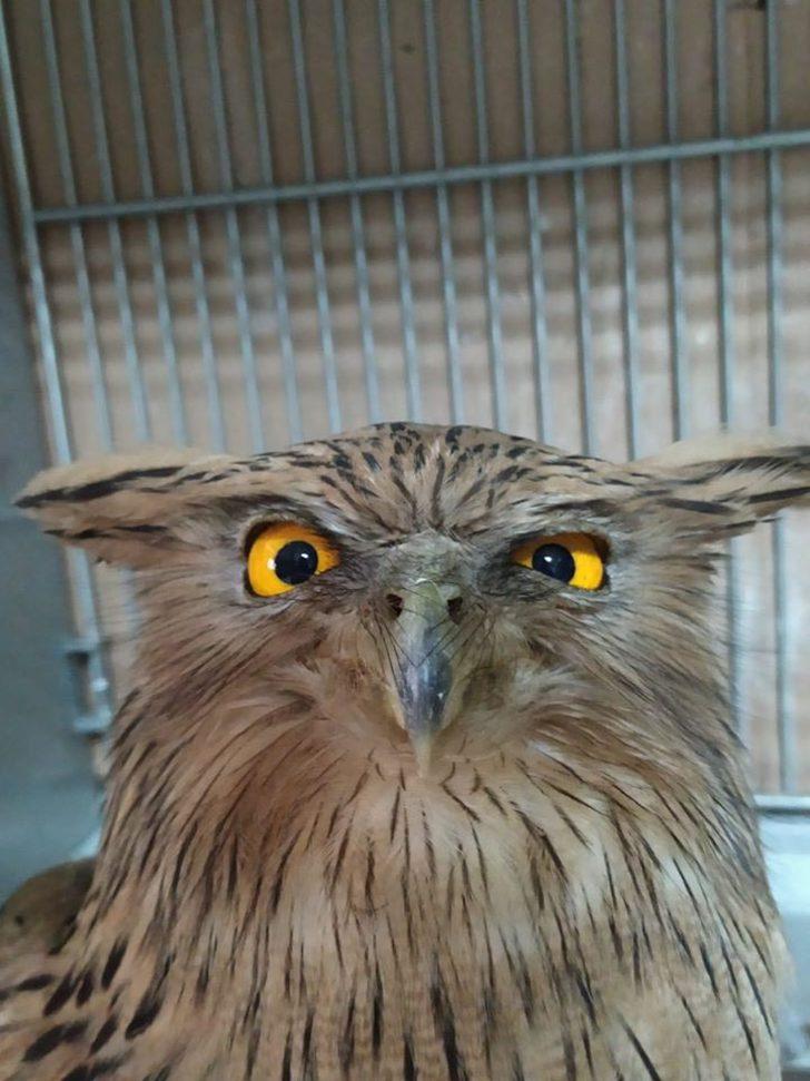 İlk kez görüntülenmişti! Balık baykuşu avcı kurbanı oldu G3