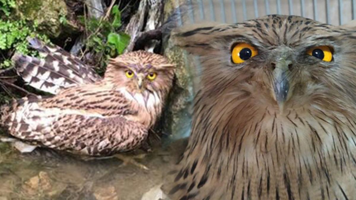 İlk kez g&ouml;r&uuml;nt&uuml;lenmişti! Balık baykuşu avcı kurbanı oldu