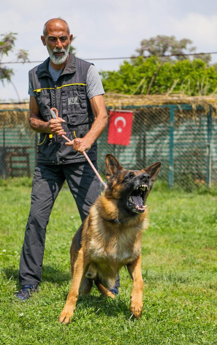 Koronavirüse karşı dikkat çeken açıklama: Köpekler tespit edebilir G4