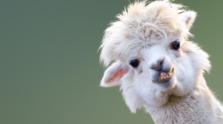 Lamalar koronavirüse umut oldu!