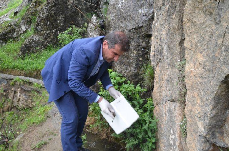 Şırnak’ta görülen ölü semenderler, araştırılmak üzere Ankara’ya gönderilecek G3