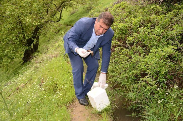 Şırnak’ta görülen ölü semenderler, araştırılmak üzere Ankara’ya gönderilecek G4