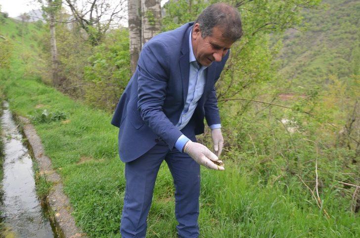 Şırnak’ta görülen ölü semenderler, araştırılmak üzere Ankara’ya gönderilecek G5