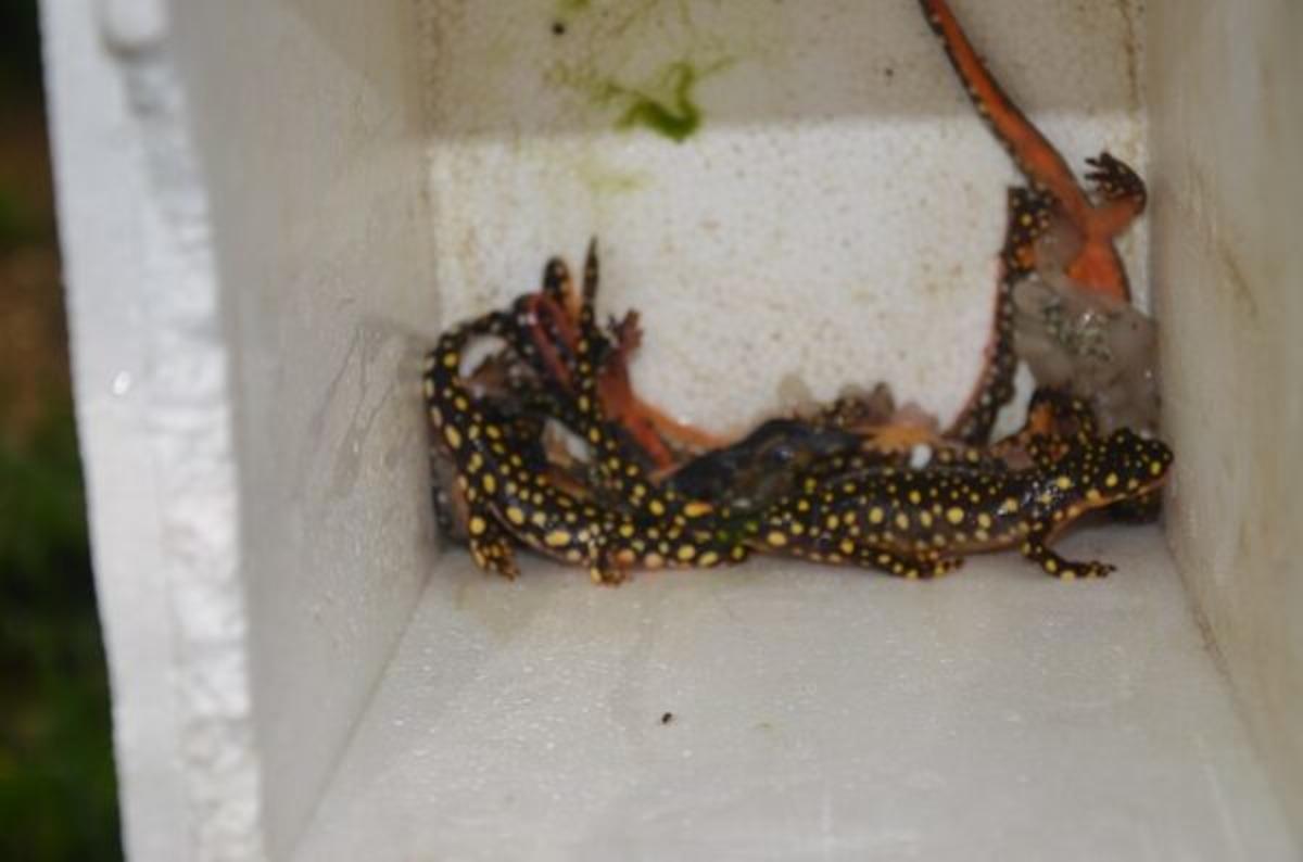 Şırnak&rsquo;ta g&ouml;r&uuml;len &ouml;l&uuml; semenderler, araştırılmak &uuml;zere Ankara&rsquo;ya g&ouml;nderilecek