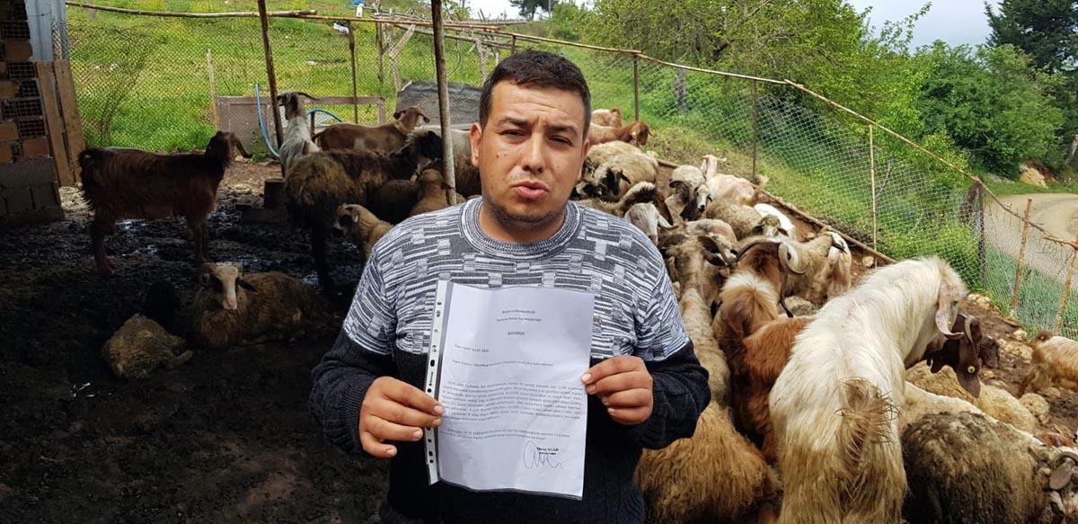 Başıboş k&ouml;pekler, ahırdaki 32 k&uuml;&ccedil;&uuml;kbaş hayvanı telef etti