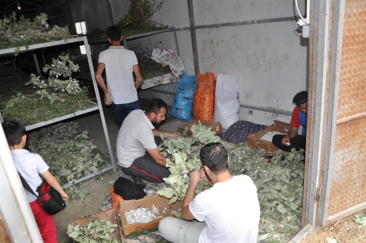 Sason&rsquo;da ipek b&ouml;ceği yetiştiriciliği yaygınlaşıyor
